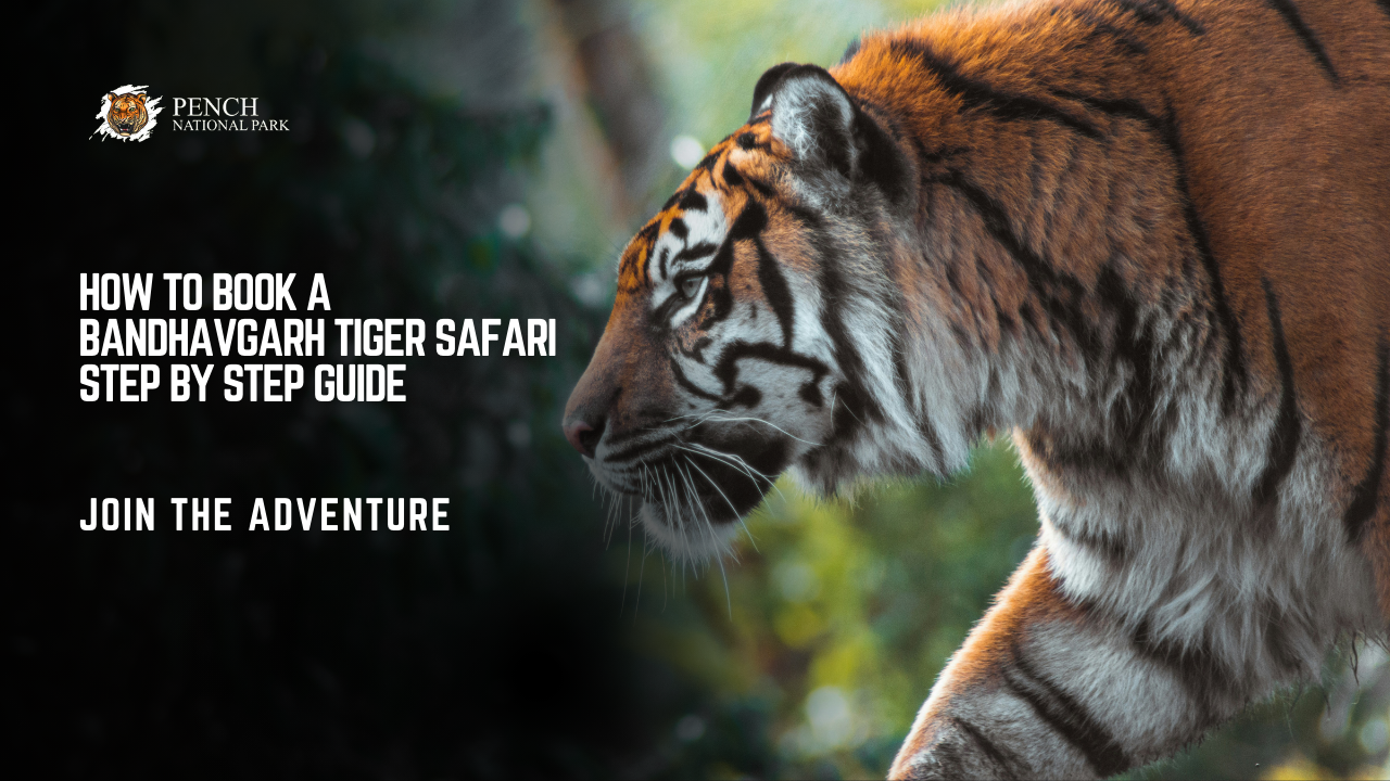 How to Book a Bandhavgarh Tiger Safari Step by Step Guide